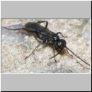 Priocnemis melanosoma - Wegwespe m03b 6mm OS-Wallenhorst-Tongrube-Lehmwiese-det.jpg